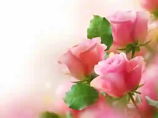 لعبة Pink Roses على الانترنت