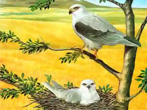 لعبة Birds Of Prey Puzzle على الانترنت