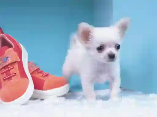 لعبة Lovely Puppy Puzzle على الانترنت