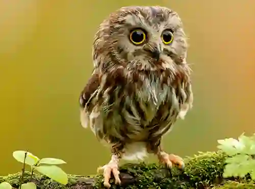 لعبة Animal Hidden Stars على الانترنت