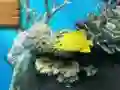 لعبة Big fish eats small على الانترنت