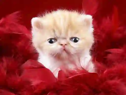لعبة Funny Kitty على الانترنت