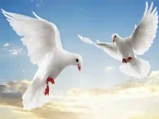 لعبة Flying Birds على الانترنت