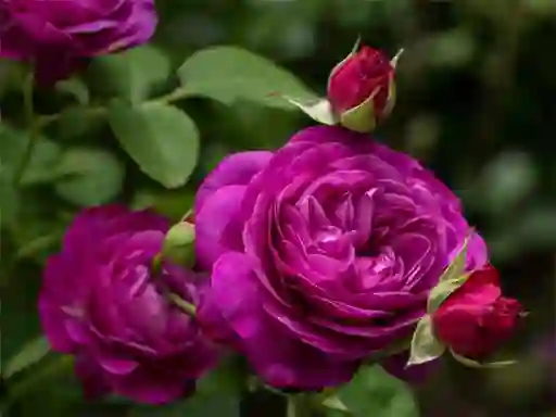لعبة Purple Roses على الانترنت