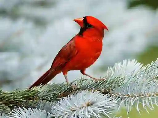 لعبة Birds Puzzle على الانترنت