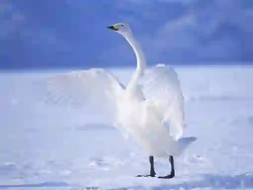 لعبة Graceful Swans على الانترنت