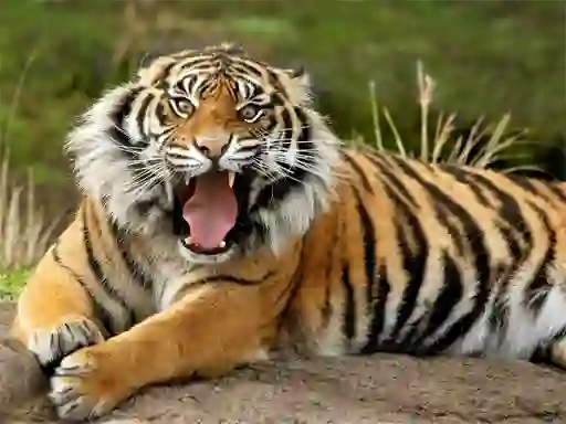 لعبة Animals Jigsaw Puzzle Tiger على الانترنت