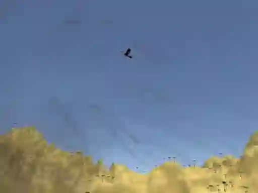 لعبة Toucan Shooter على الانترنت