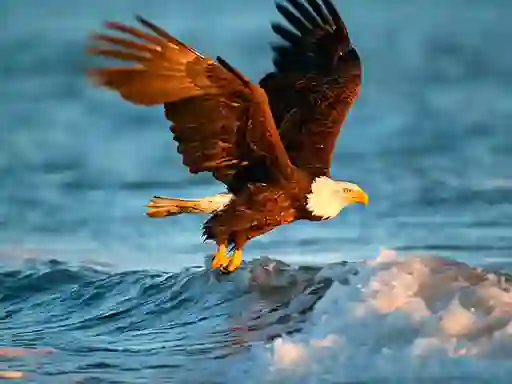 لعبة Animals Jigsaw Puzzle Eagle على الانترنت