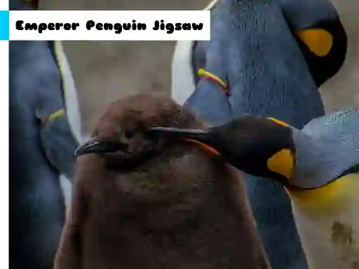 لعبة Emperor Penguin Jigsaw على الانترنت
