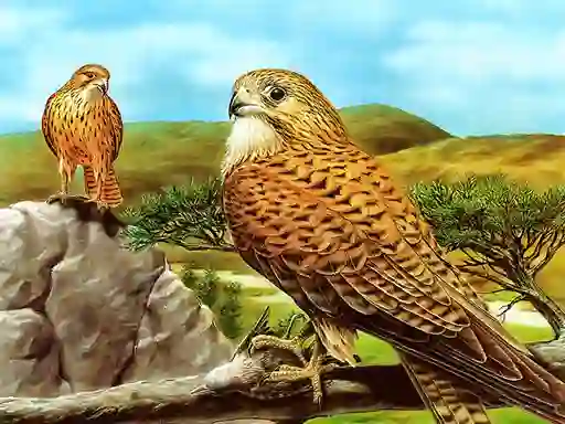 لعبة Birds of Prey Slide على الانترنت