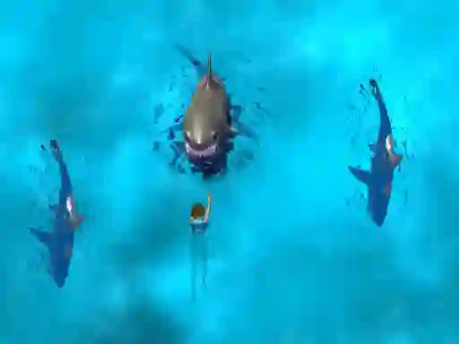 لعبة Avoid the Sharks على الانترنت