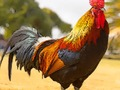 لعبة ﺔﻴﻠﺤﻤﻟﺍ ﺭﻮﻴﻄﻟﺍ ﺰﻐﻟ  على الانترنت