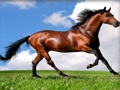 لعبة ﺔﻋﻮﻄﻘﻤﻟﺍ ﺭﻮﺼﻟﺍ ﺔﻴﺠﺣﺃ ﺕﺎﻧﺍﻮﻴﺤﻟﺍ  على الانترنت